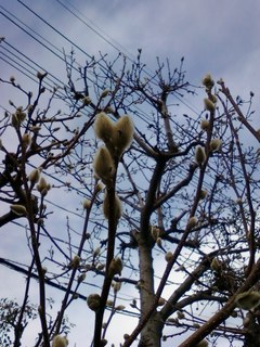 冬芽20130115.jpg