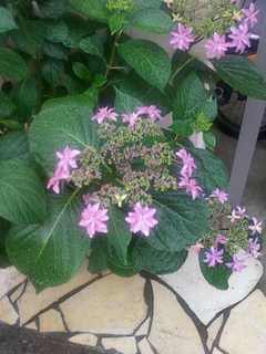 紫陽花13.jpg