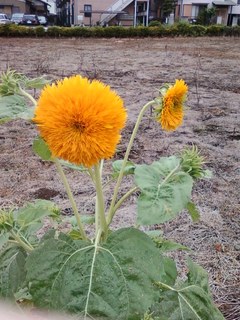 花0722.jpg