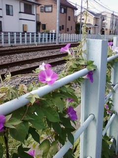 花0802.jpg