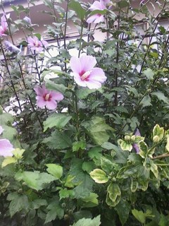 花0815.jpg