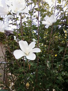 花0919.jpg