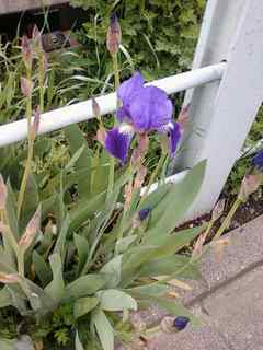菖蒲.jpg