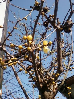 蝋梅20130116.jpg
