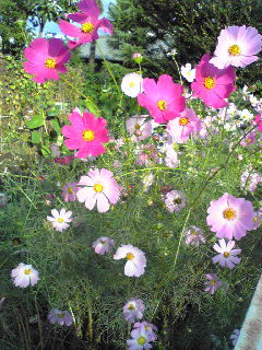 Image277.jpg